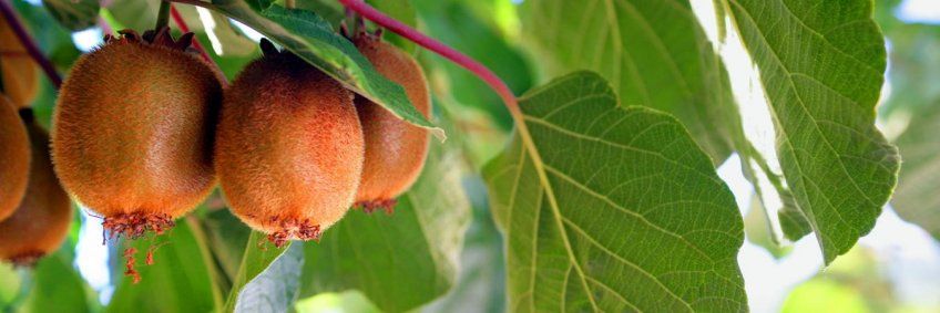 Abonos y Fertilizantes Ecológicos Planeta Fértil