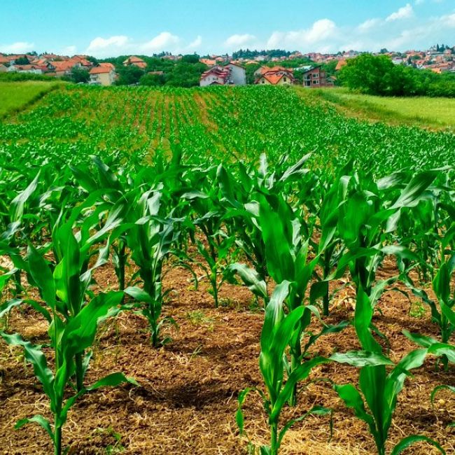 Producción de fertilizantes ecológicos