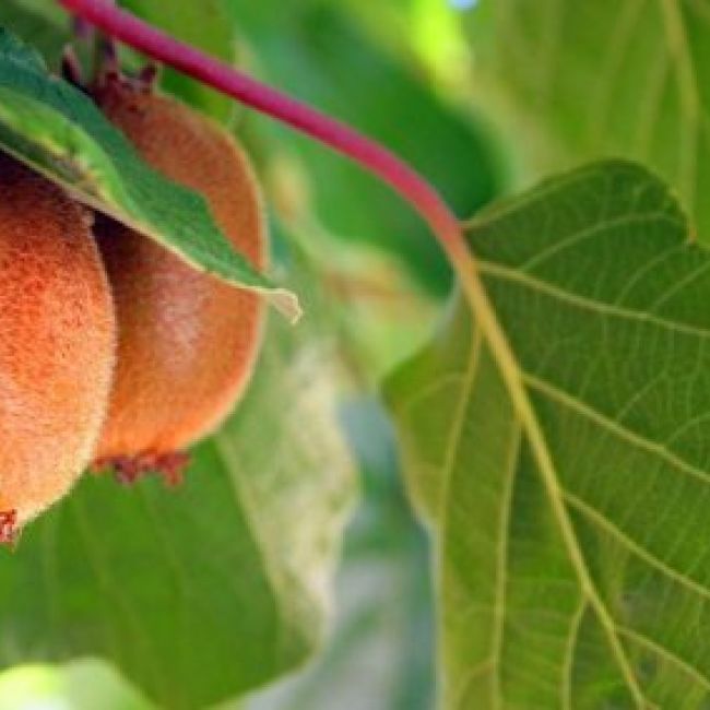 Abonos y Fertilizantes Ecológicos Planeta Fértil Abonos y Fertilizantes Ecológicos Planeta Fértil