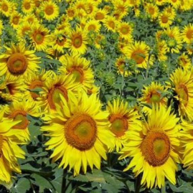 Productos ecológicos Planeta Fértil