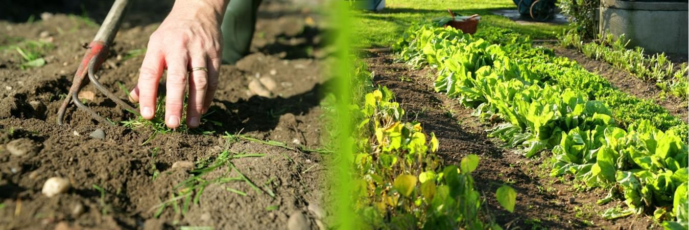 Abonos y fertilizantes 03.jpg