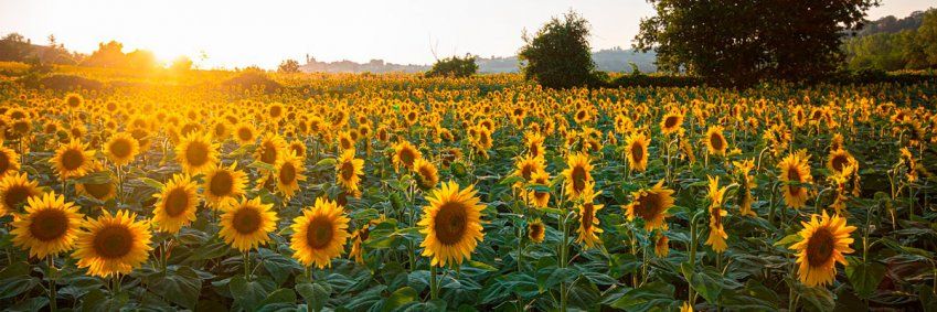 Productos ecológicos Planeta Fértil