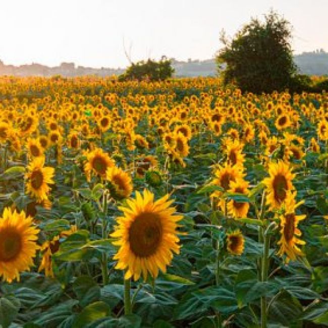 Productos ecológicos Planeta Fértil